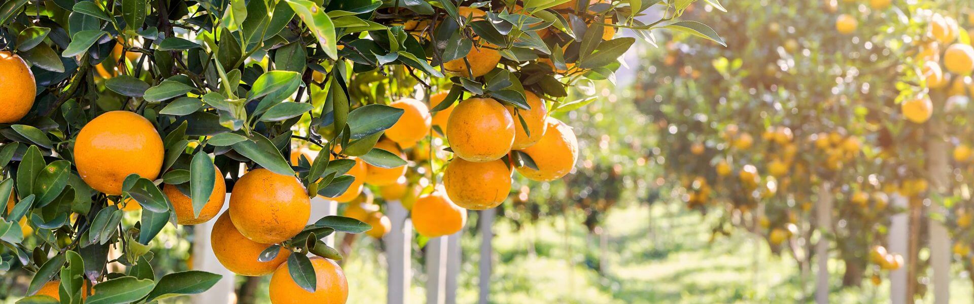 פרדס תפוזים. תמונה ראשית: Bigstock