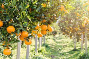פרדס תפוזים. תמונה ראשית: Bigstock