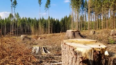 http://www.publicdomainpictures.net/en/view-image.php?image=296125&picture=deforestation