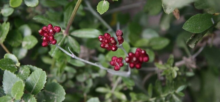 פרח דם המכבים. באדיבות ויקישיתוף, Chenspec, CC BY-SA 4.0